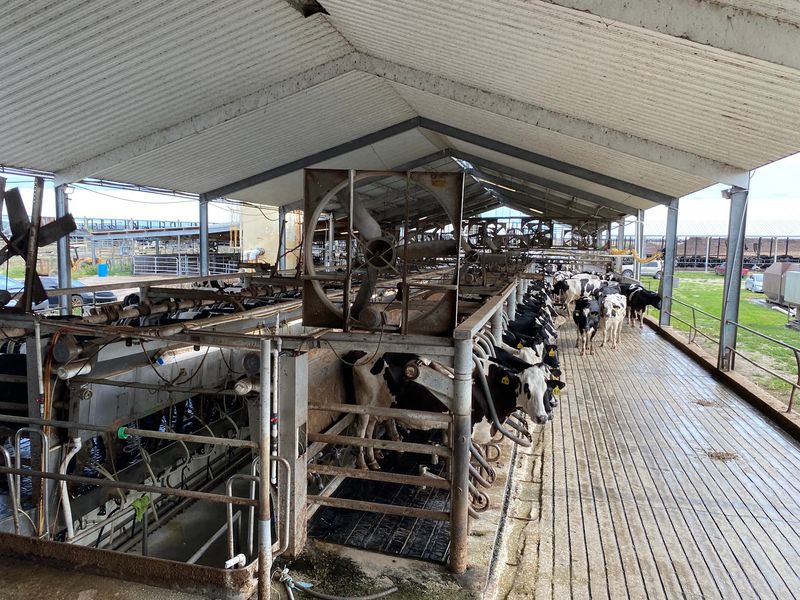Meeting the Cows That Make the Milk Meeting the Cows That Make the Milk