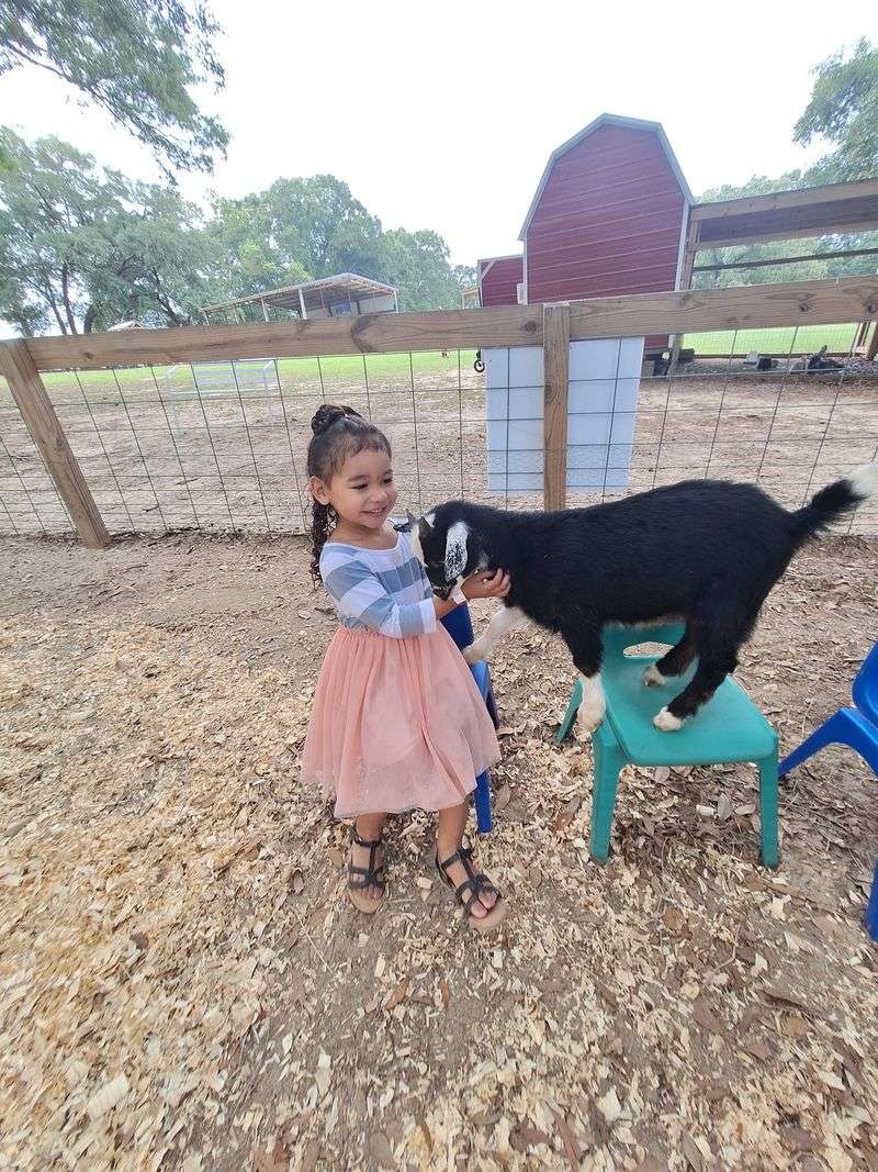 Meeting the Goats and Barnyard Crew