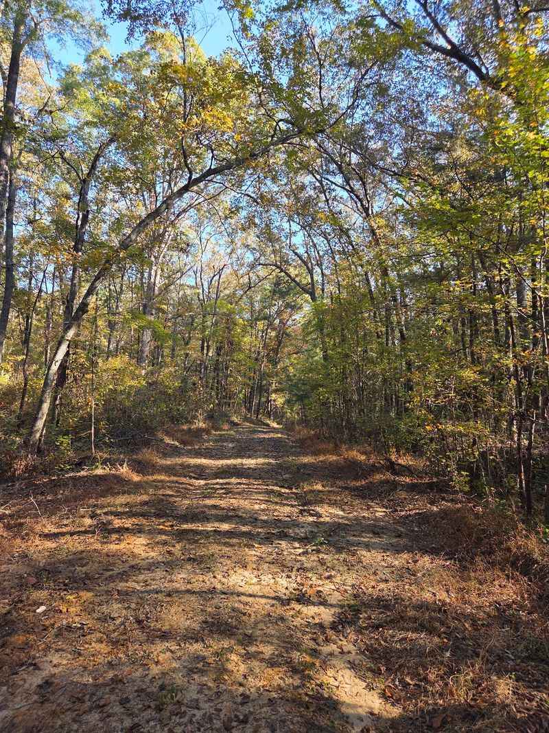 Miles Of Trails Through The Woods