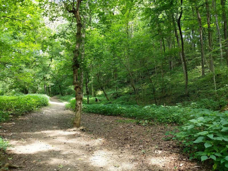 Miles Of Trails Winding Through The Woods