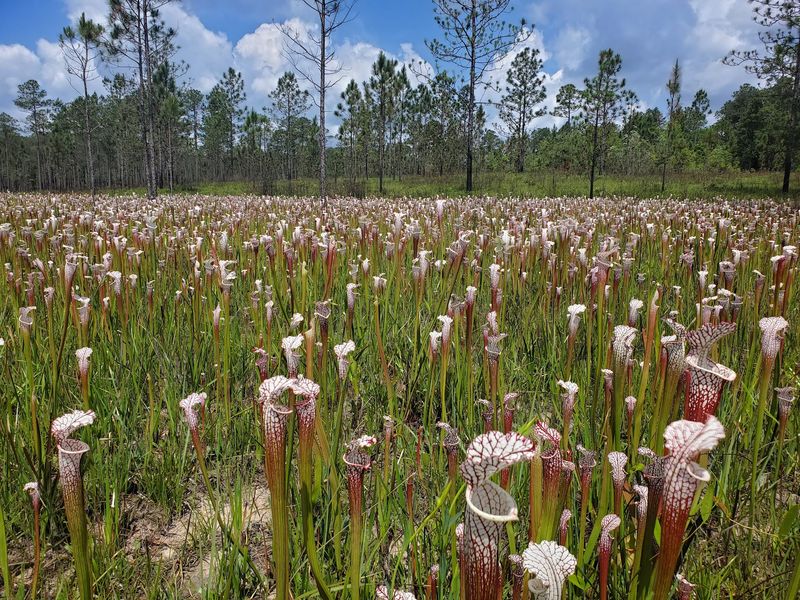 Millions of Pitcher Plants Steal the Show