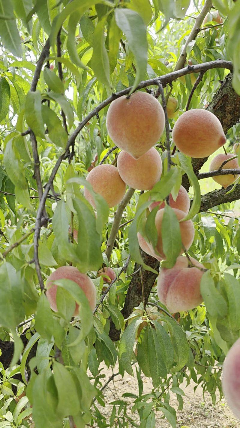 Millstone Creek Orchards, Ramseur, NC