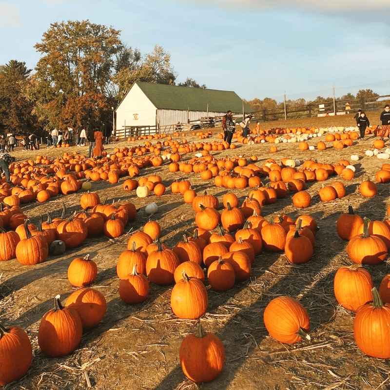 Montpelier Farms, Upper Marlboro, MD