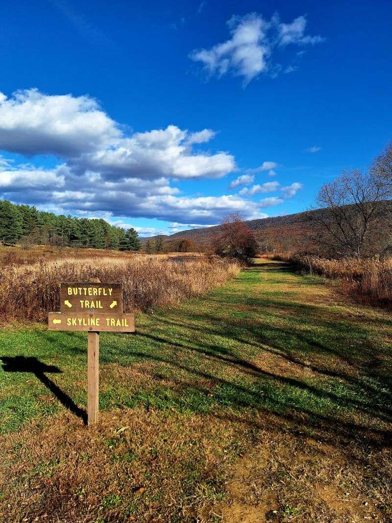 Morning Choruses and the Birding Trails