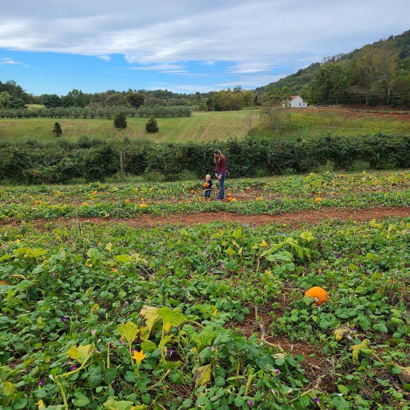 Morris Orchard, Monroe, VA