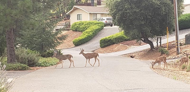 Neighbors With Antlers and Feathers Neighbors With Antlers and Feathers