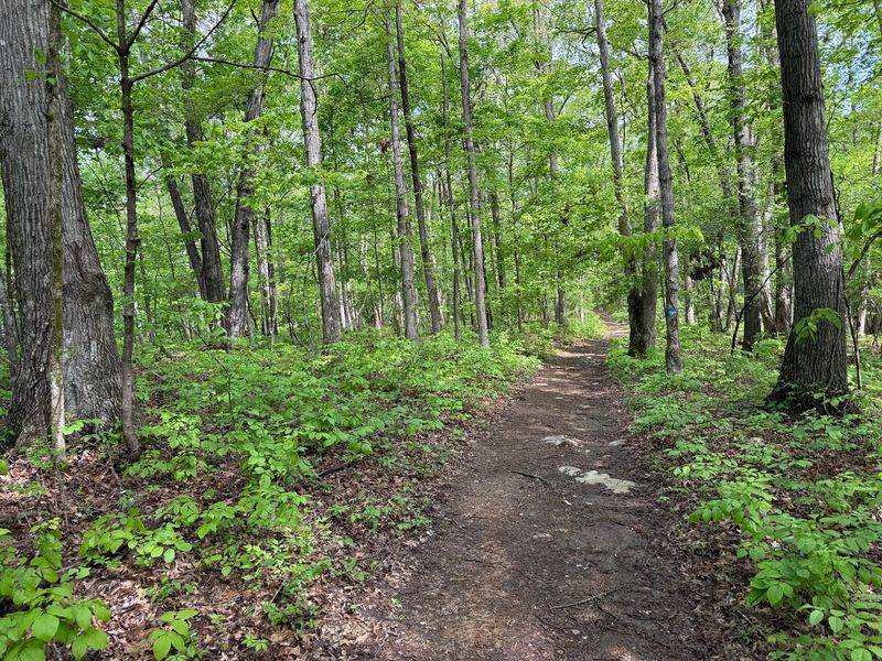 Open Forest and Prairie Surprises