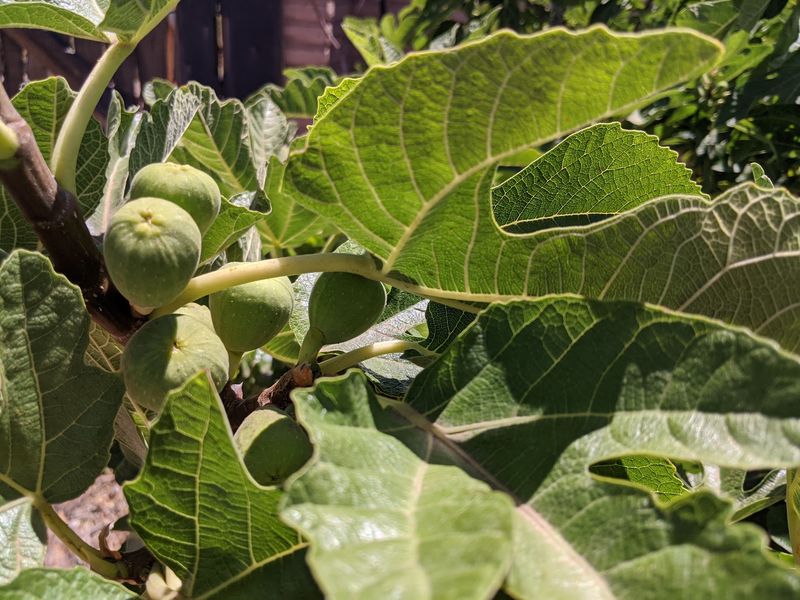 Orchards Heavy With Figs and Citrus