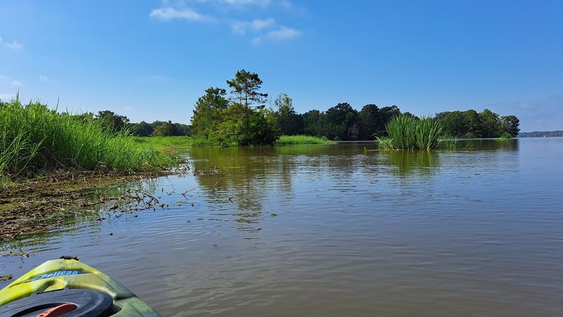 Paddling Among The Cypress