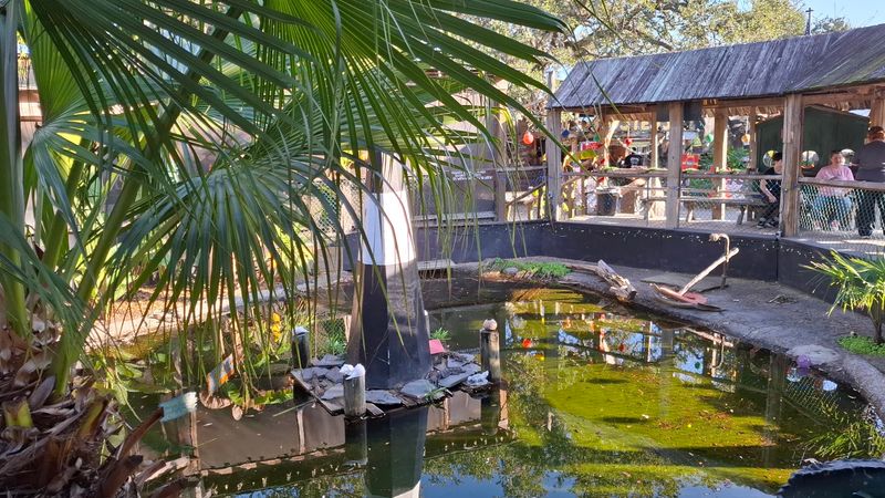 Parrots, Koi and a Few Resident Cats