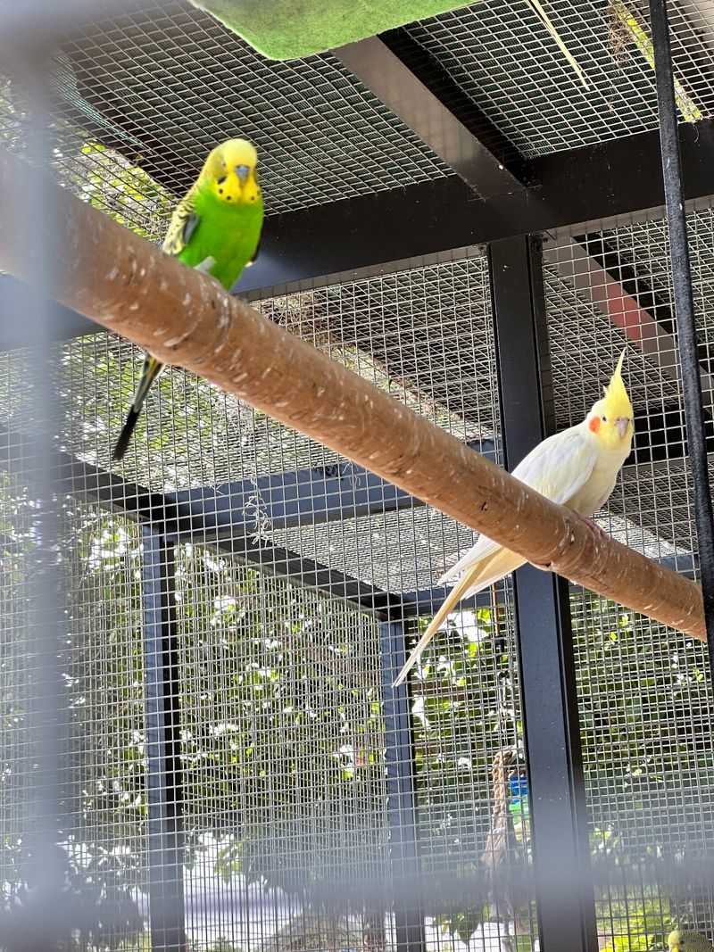 Parrots With Personality Parrots With Personality