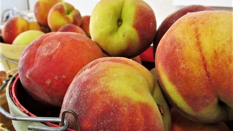 Peach Country Roots and Fields Next Door