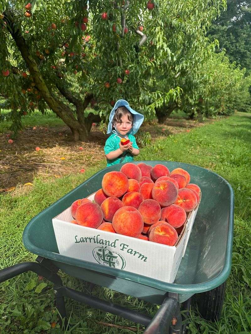 Peaches and the Wider Harvest Peaches and the Wider Harvest