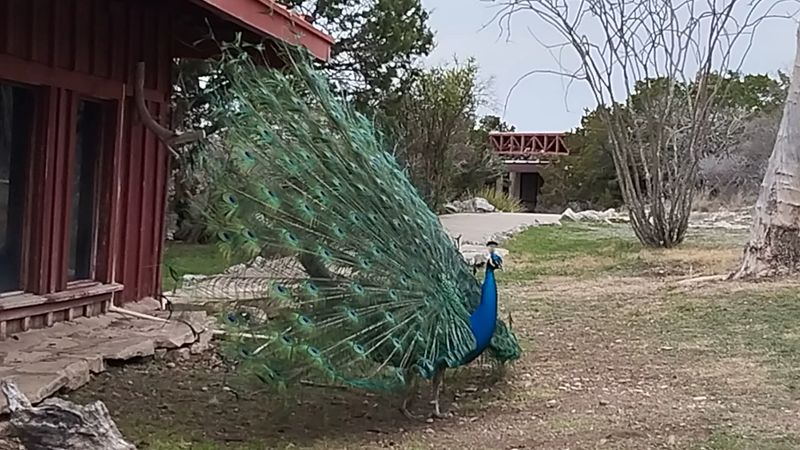 Peacocks, Deer, And Other Surface Surprises