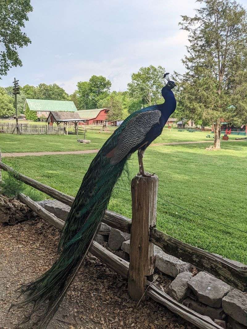 Peacocks and Free-Roaming Farm Animals Peacocks and Free-Roaming Farm Animals