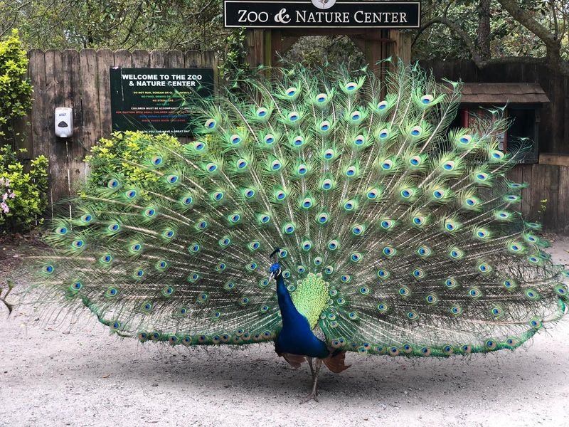 Peacocks, the Petting Zoo, and the Wildlife Center Peacocks, the Petting Zoo, and the Wildlife Center