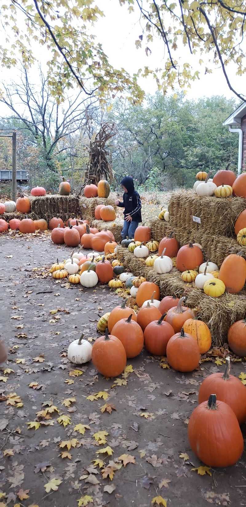 Perryville Pumpkin Farm, Perryville, MO