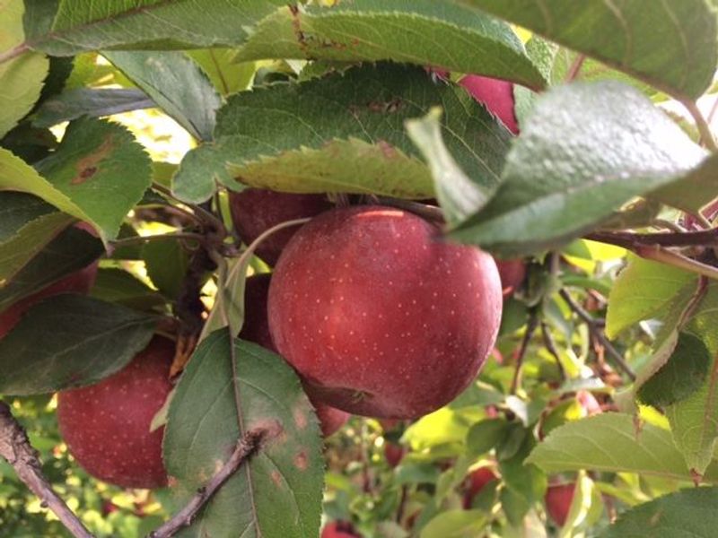 Pick Your Own Apples By The Wagonload Pick Your Own Apples By The Wagonload