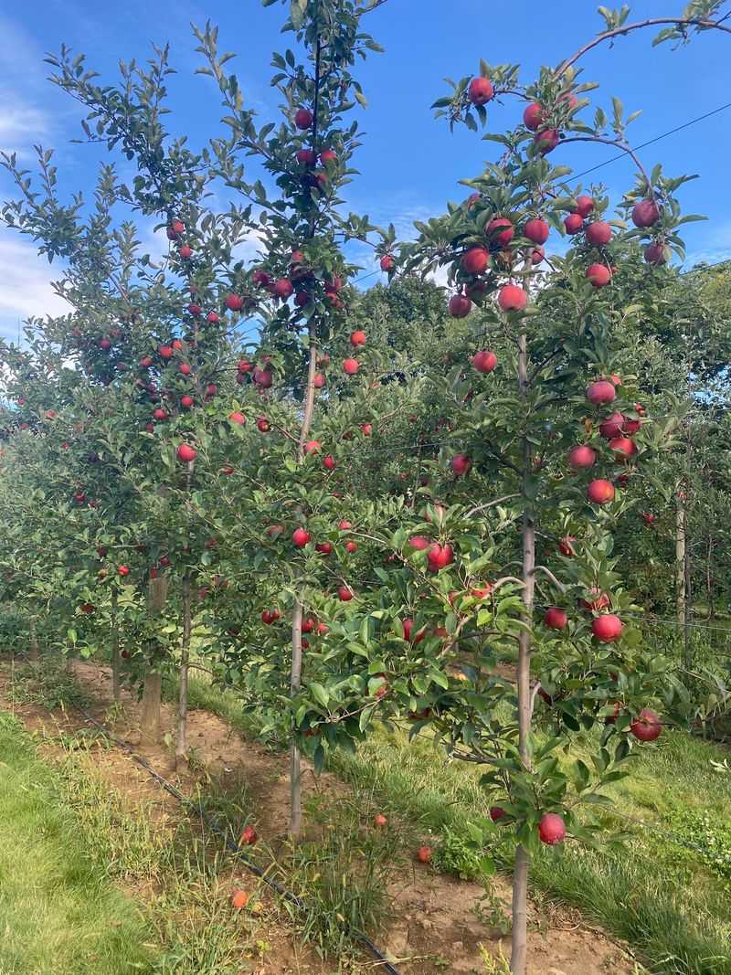 Pick Your Own Apples, Pumpkins, And More Pick Your Own Apples, Pumpkins, And More