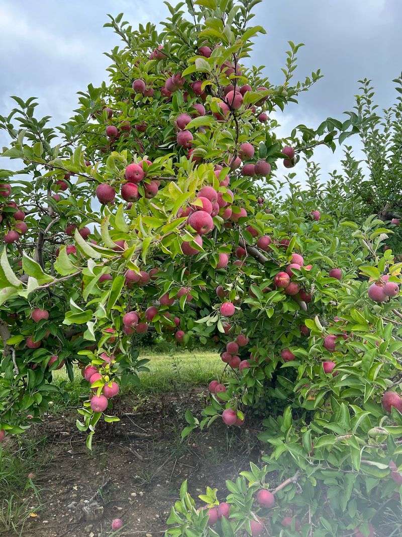Picking Apples Straight From The Trees