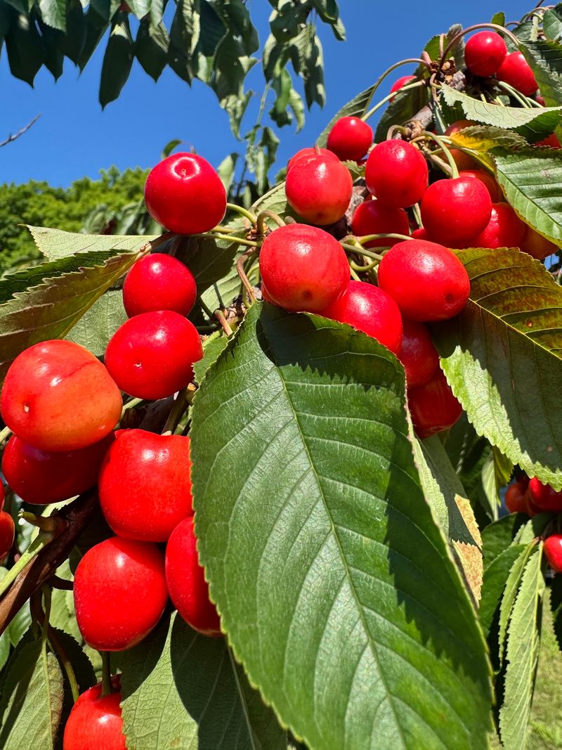 Picking Cherries Straight From the Branch