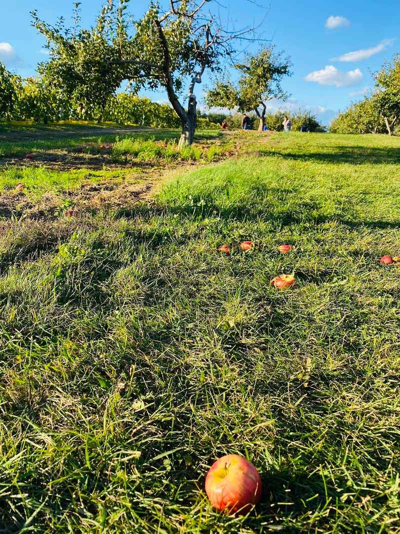 Picking Your Own Straight From The Rows