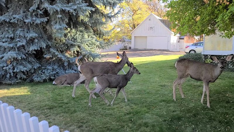 Picnic Tables and Wandering Deer Picnic Tables and Wandering Deer