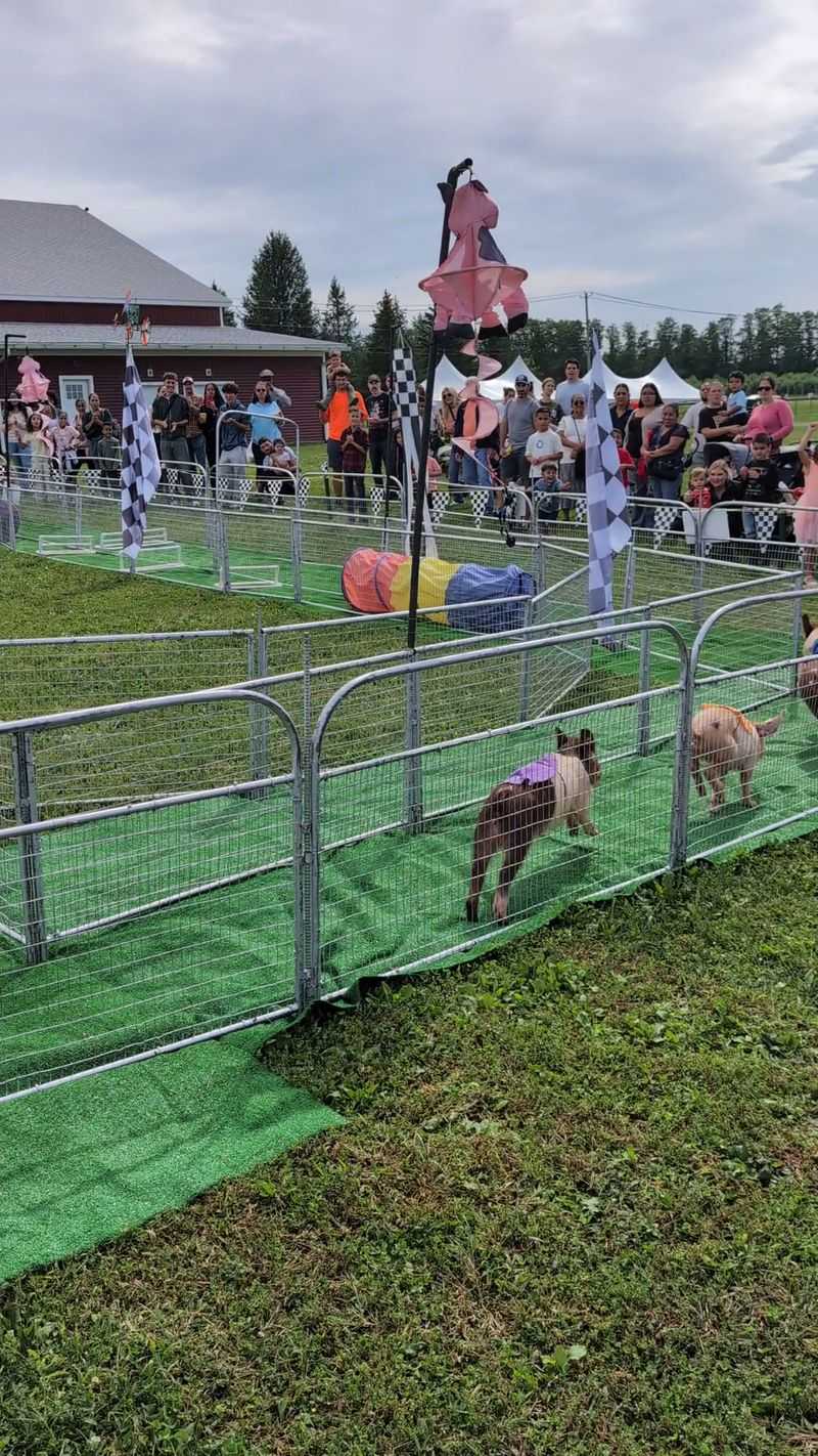 Pig Races, Petting Pens, and Animal Fun
