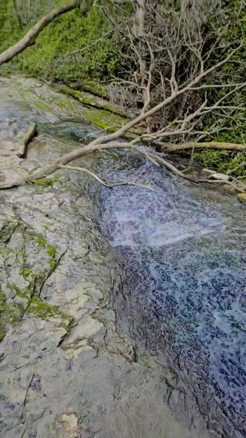 Plant Life, Wildlife, And Fossils Plant Life, Wildlife, And Fossils