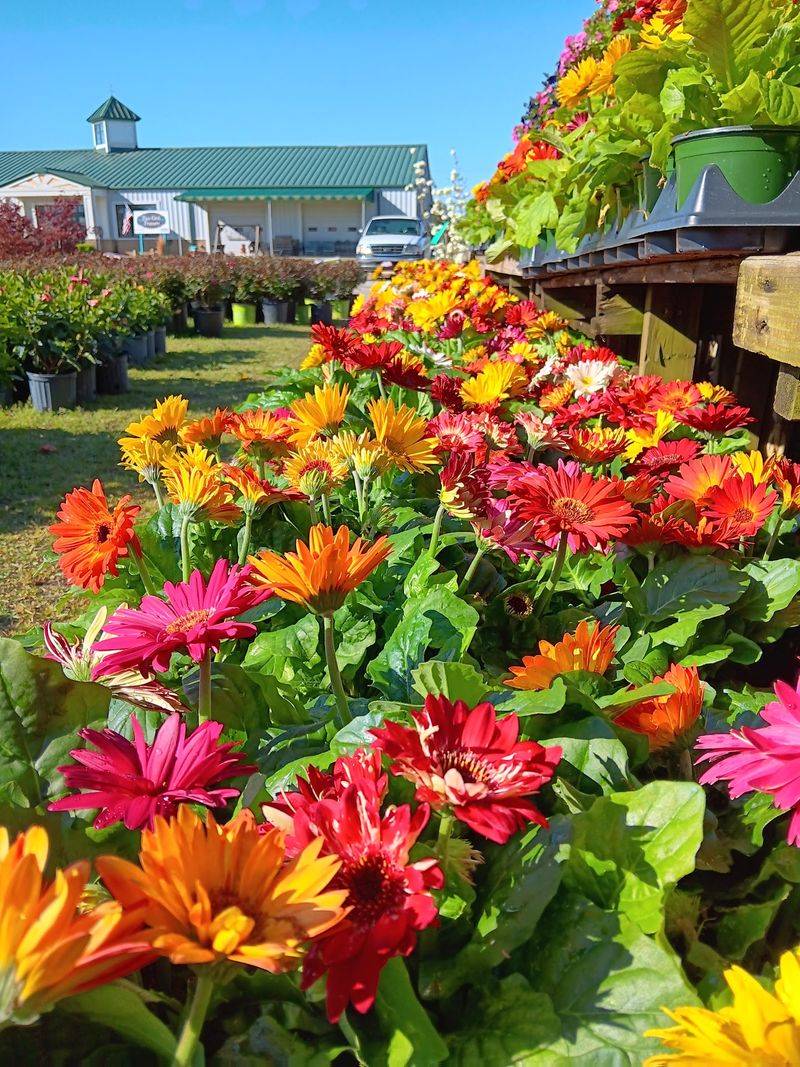 Plants and Flowers That Steal the Spotlight Plants and Flowers That Steal the Spotlight