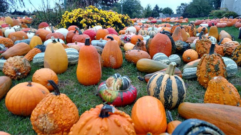 Polly's Pumpkin Patch, Chilton, WI