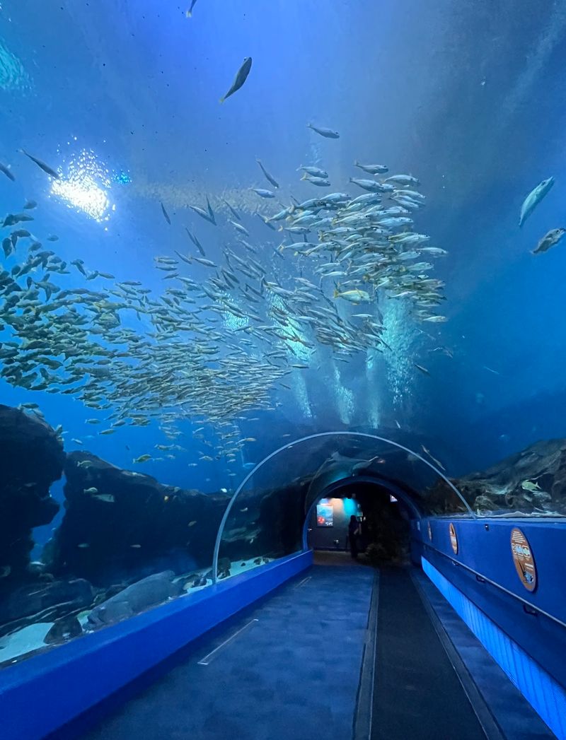 Predators of the Deep and a World of Species