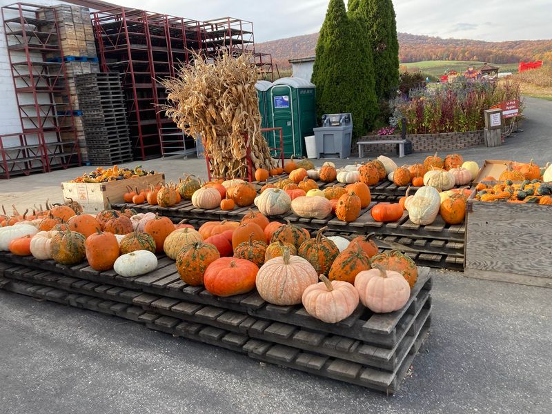 Pumpkin Patch Adventures