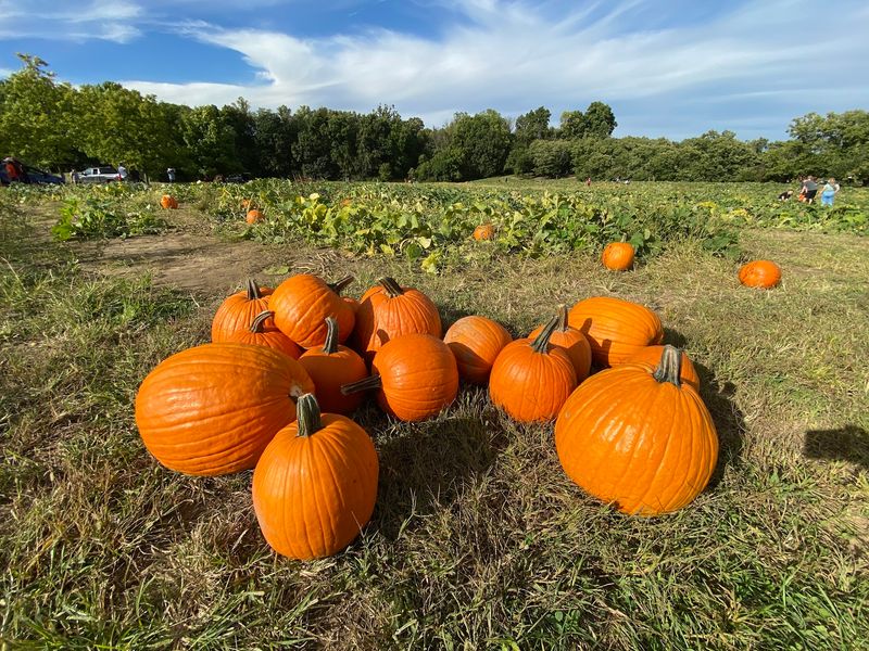 Pumpkins And The Patch Out Back