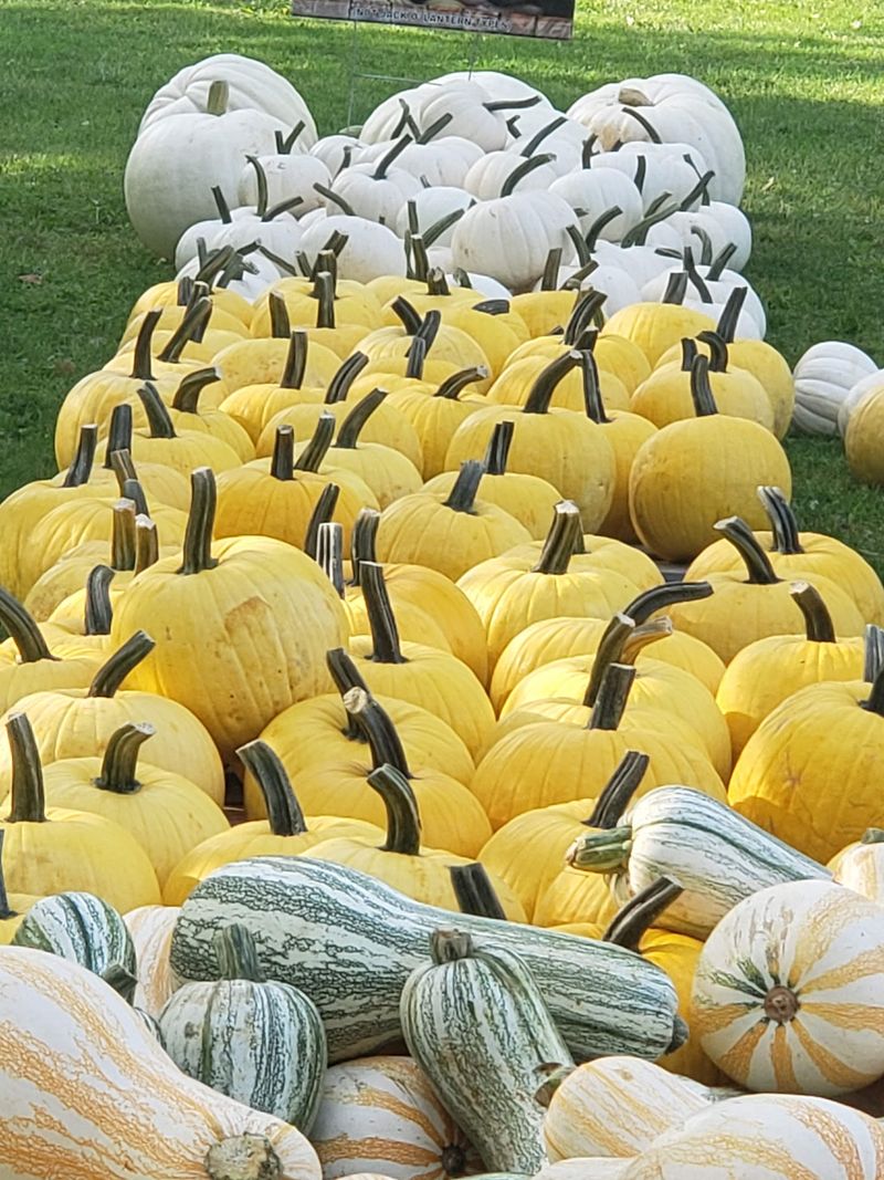 Pumpkins, Gourds, And A Sea Of Autumn Color