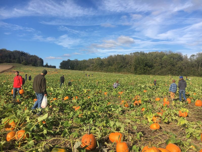 Pumpkins, Hayrides, And Fall Festival Fun Pumpkins, Hayrides, And Fall Festival Fun