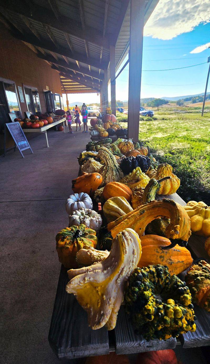 Pumpkins In Every Shape And Size Pumpkins In Every Shape And Size
