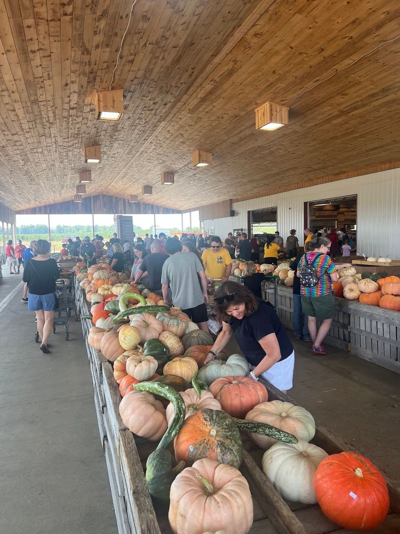 Pumpkins, Mazes And Apple Cannons
