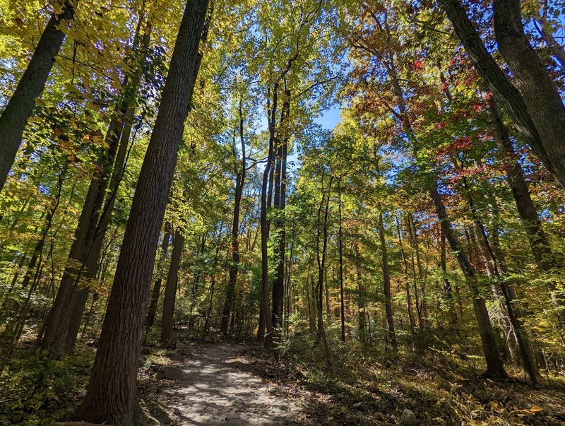 Quiet Trails Through The Forest
