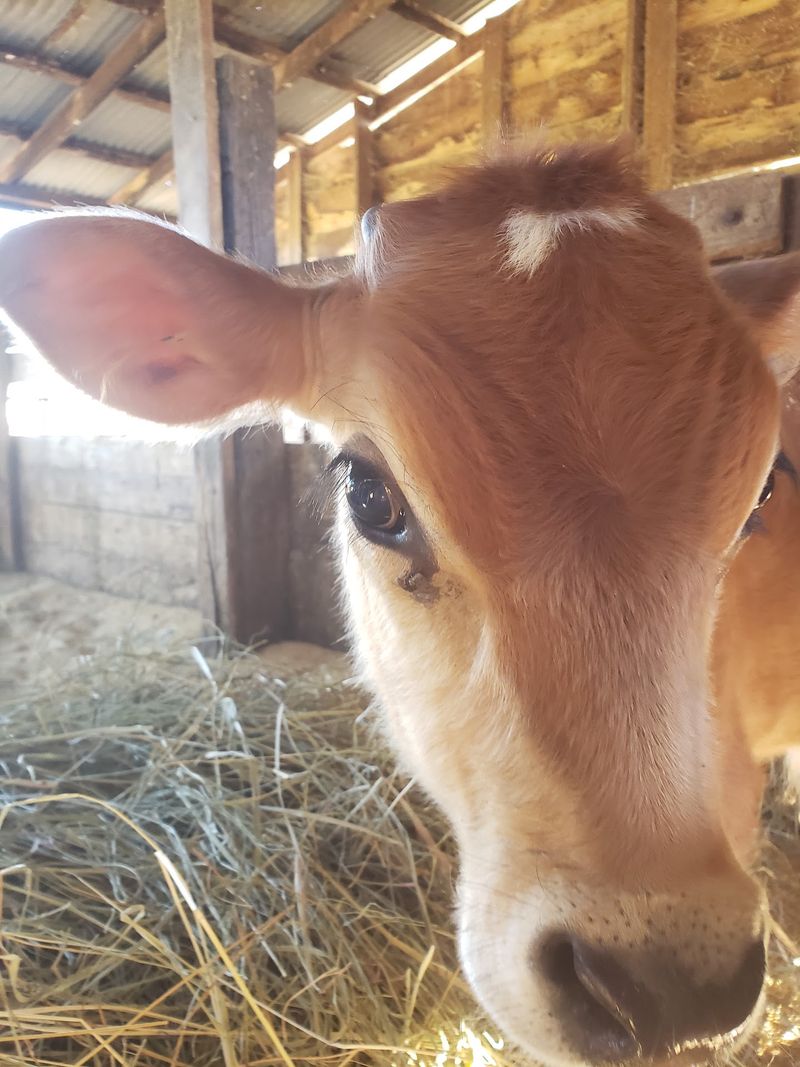 Raw Milk That Keeps People Driving Back