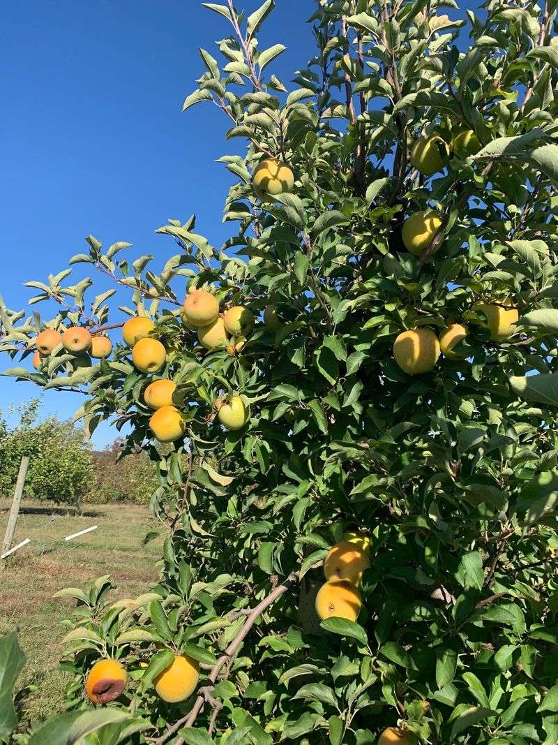 Reed Valley Orchard, Paris, KY