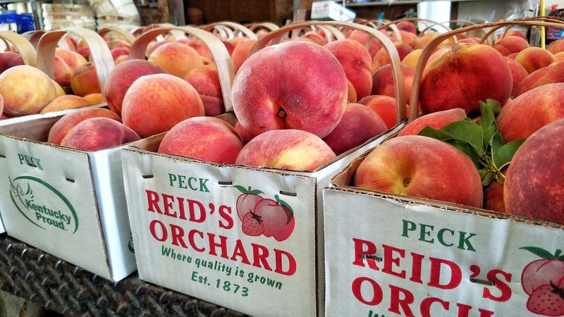 Reid's Orchard and Winery, Gambrills