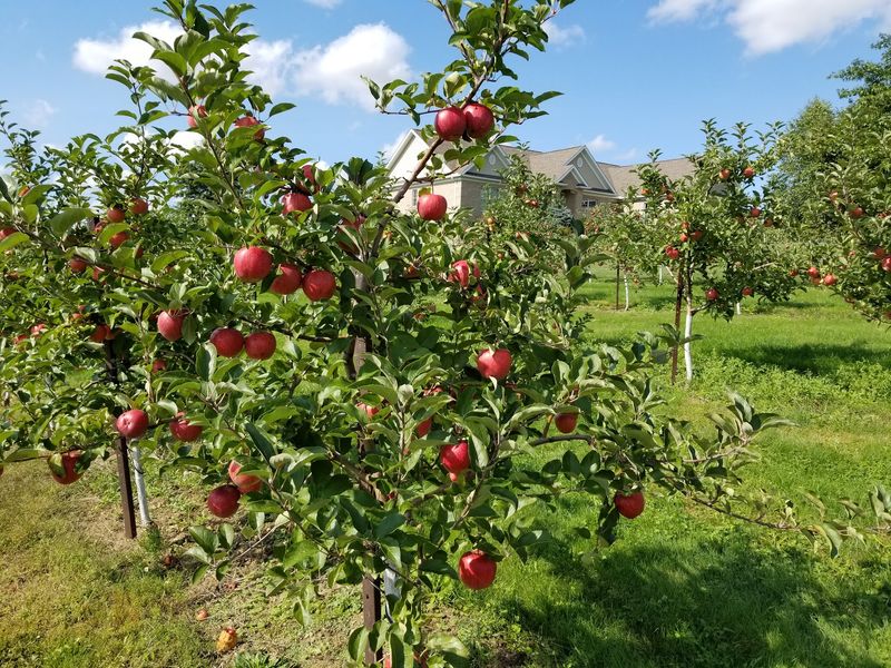 Rittman Orchards, Doylestown, Ohio Rittman Orchards, Doylestown, Ohio