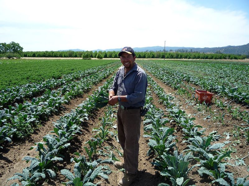 Riverdog Farm Stand, Guinda, California