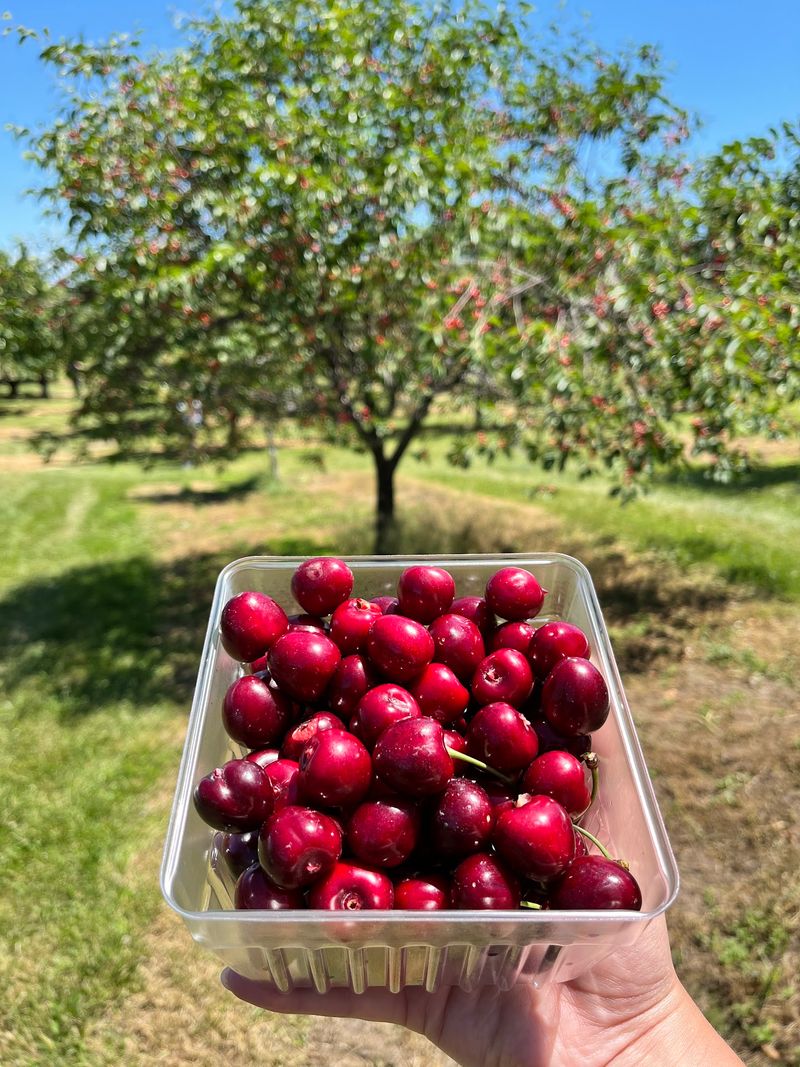 Robertson Orchards Cherry and Apple Pick Your Own Farm, Sturgeon Bay, WI