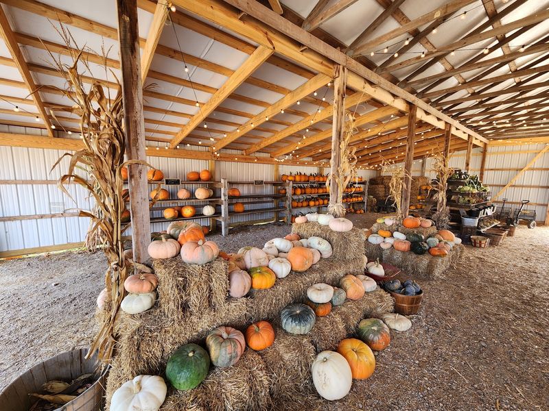 Rowe Crop Farm Corn Maze & Pumpkin Patch, Caledonia, MO