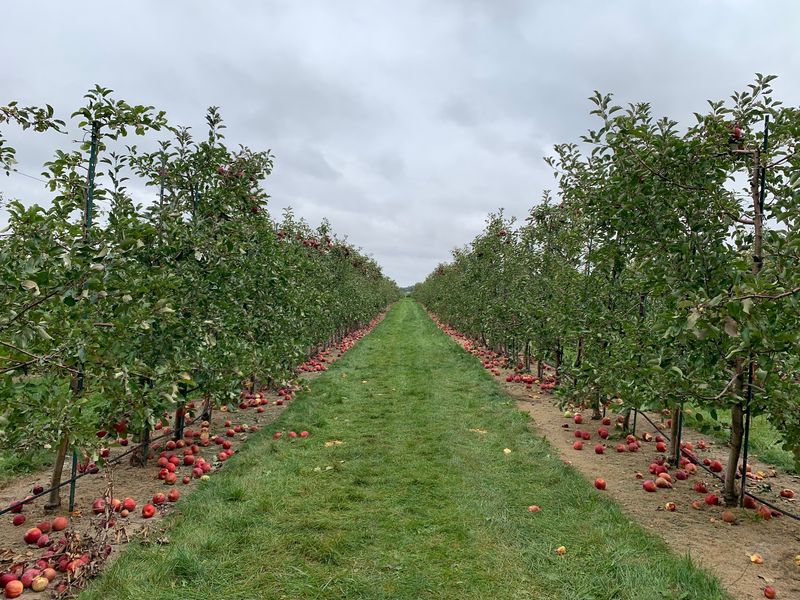 Rows of Apples Ready for Picking