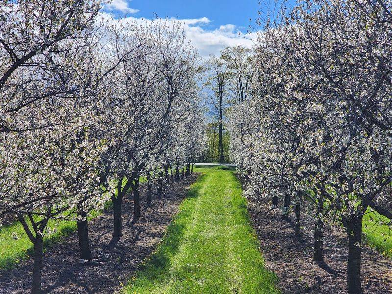 Rows of Cherry and Apple Trees