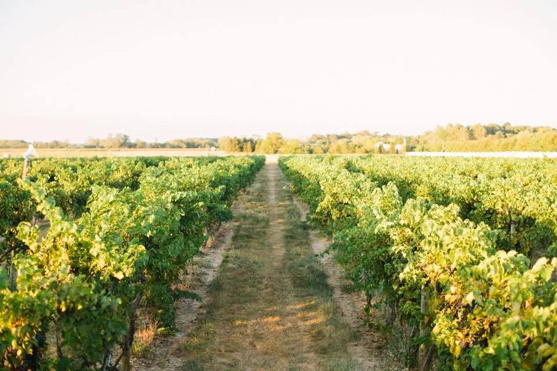Rows of Vines Behind the Building