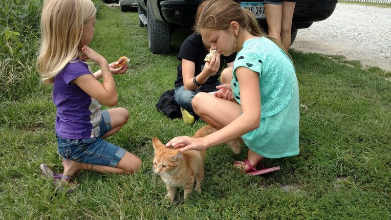 Sample Sundays and A Friendly Orange Cat